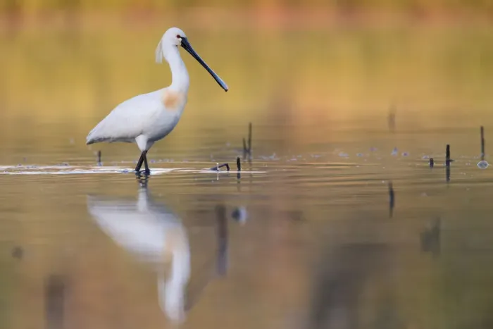 Framed Print : Eurasian Spoonbill (Platalea leucorodia) foraging, Saxony, Germany