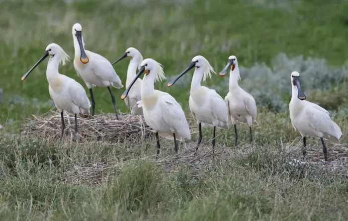 Framed Print : Eurasian Spoonbill (Platalea leucorodia) group at nesting site at the coast, Vlieland, Friesland, The Netherlands Framed Print : Eurasian Spoonbill (Platalea leucorodia) group at nesting site at the coast, Vlieland, Friesland, The Netherlands