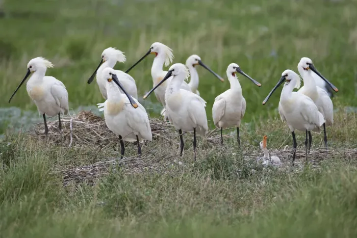 Framed Print : Eurasian Spoonbill (Platalea leucorodia) group at nesting site at the coast, Vlieland, Friesland, The Netherlands Framed Print : Eurasian Spoonbill (Platalea leucorodia) group at nesting site at the coast, Vlieland, Friesland, The Netherlands