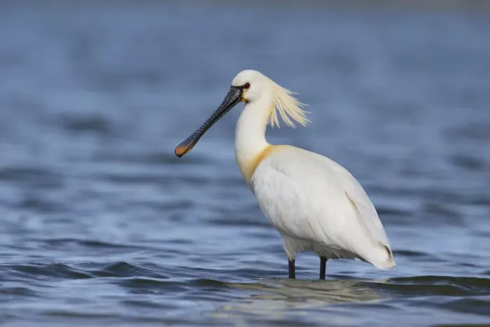 Framed Print : Eurasian Spoonbill (Platalea leucorodia) standing in shallow water, The Netherlands Framed Print : Eurasian Spoonbill (Platalea leucorodia) standing in shallow water, The Netherlands
