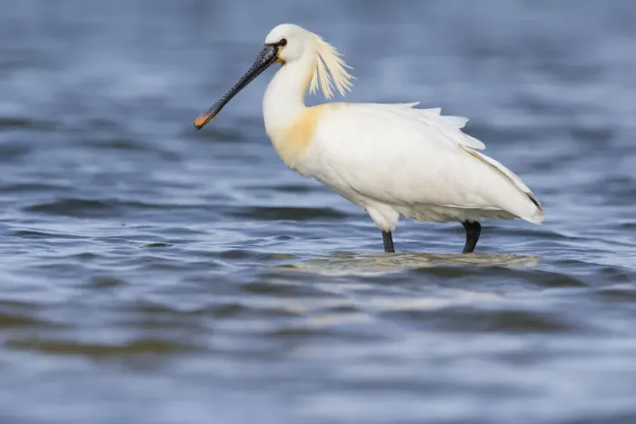 Framed Print : Eurasian Spoonbill (Platalea leucorodia) standing in shallow water, The Netherlands Framed Print : Eurasian Spoonbill (Platalea leucorodia) standing in shallow water, The Netherlands