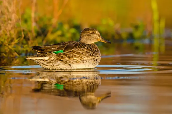 Framed Print : Eurasian Teal (Anas crecca) female, Schleswig-Holstein, Germany Framed Print : Eurasian Teal (Anas crecca) female, Schleswig-Holstein, Germany
