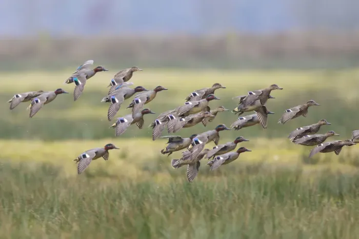 Framed Print : Eurasian Teal (Anas crecca) group landing, North Rhine-Westphalia, Germany Framed Print : Eurasian Teal (Anas crecca) group landing, North Rhine-Westphalia, Germany