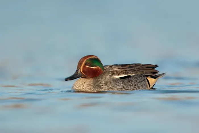 Framed Print : Eurasian Teal (Anas crecca) male, Utrecht, The Netherlands Framed Print : Eurasian Teal (Anas crecca) male, Utrecht, The Netherlands