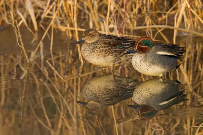 Framed Print : Eurasian Teal (Anas crecca), Rhineland-Palatinate, Germany Framed Print : Eurasian Teal (Anas crecca), Rhineland-Palatinate, Germany