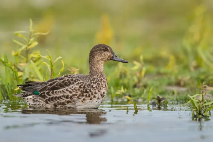 Framed Print : Eurasian Teal (Anas crecca), Schleswig-Holstein, Germany Framed Print : Eurasian Teal (Anas crecca), Schleswig-Holstein, Germany
