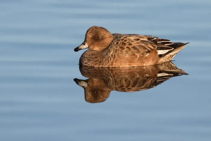 Framed Print : Eurasian Wigeon (Anas penelope) female resting on the water, polder Arkemheen Framed Print : Eurasian Wigeon (Anas penelope) female resting on the water, polder Arkemheen