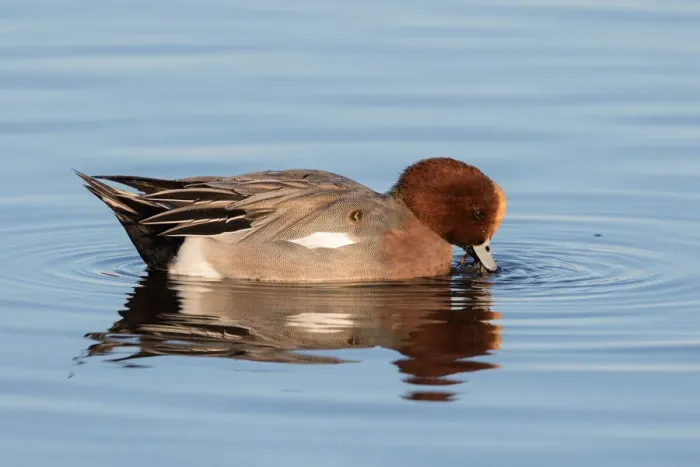 Framed Print : Eurasian Wigeon (Anas penelope) foraging in the water, polder Arkemheen, The Netherlands Framed Print : Eurasian Wigeon (Anas penelope) foraging in the water, polder Arkemheen, The Netherlands