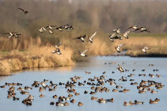 Framed Print : Eurasian Wigeon (Anas penelope) large group in fligth over water, polder Arkemheen Framed Print : Eurasian Wigeon (Anas penelope) large group in fligth over water, polder Arkemheen