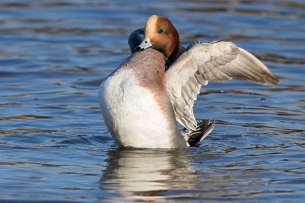 Eurasian Wigeon (Anas penelope) male flapping its wings, polder Arkemheen, The Netherlands