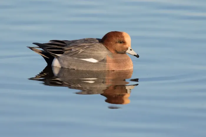 Framed Print : Eurasian Wigeon (Anas penelope) resting on the water, polder Arkemheen, The Netherlands Framed Print : Eurasian Wigeon (Anas penelope) resting on the water, polder Arkemheen, The Netherlands
