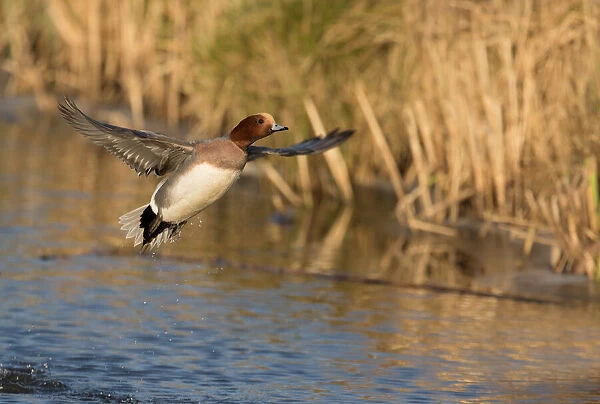 Eurasian Wigeon (Anas penelope) taking of from the water, polder Arkemheen, The Netherlands