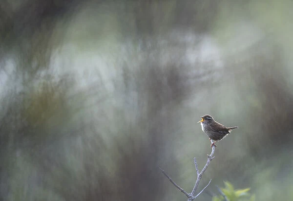 Eurasian wren (Troglodytes troglodytes) singing in colorful hazy ambiance with impressions of leaves and thornes formed by light shining through sea-buckthorn (Hippophae rhamnoides), Ameland, Friesland, The Netherlands