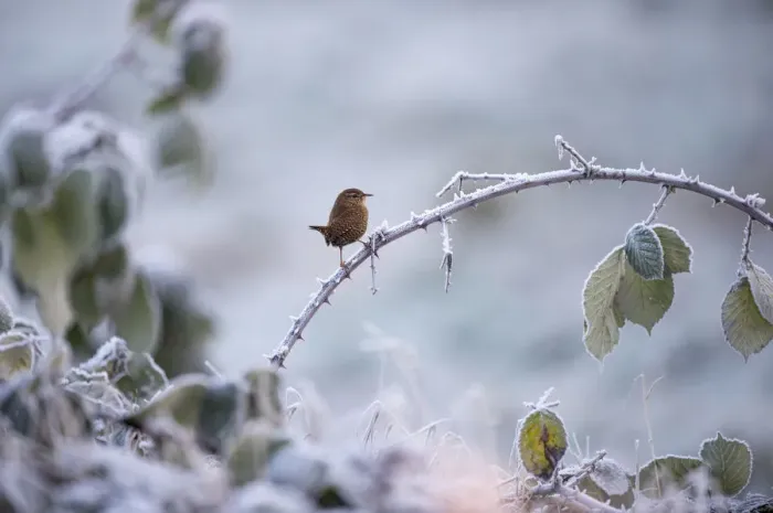 Framed Print : Eurasian wren (Troglodytes troglodytes) on a frosted bramble bush covered with rime Framed Print : Eurasian wren (Troglodytes troglodytes) on a frosted bramble bush covered with rime
