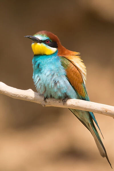 European Bee-eater (Merops apiaster) perching on a branch, Hortobagy, Hungary