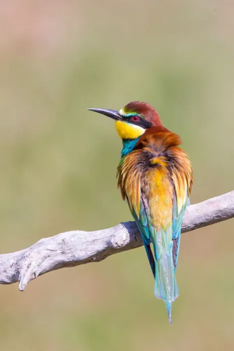 Framed Print : European Bee-eater (Merops apiaster) perching on a branch, Hortobagy National Park, Hortobagy, Hungary