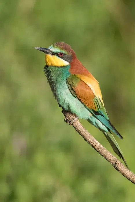 Framed Print : European Bee-eaters (Merops apiaster) perching on a twig, Bekes, Hungary Framed Print : European Bee-eaters (Merops apiaster) perching on a twig, Bekes, Hungary