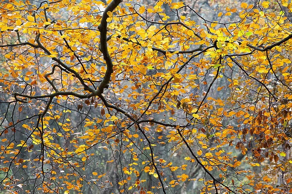 Detail of European Beech (Fagus sylvatica) branches in autumn