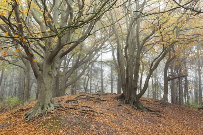 Framed Print : European Beech (Fagus sylvatica) on sand dune in autumn on misty morning Framed Print : European Beech (Fagus sylvatica) on sand dune in autumn on misty morning