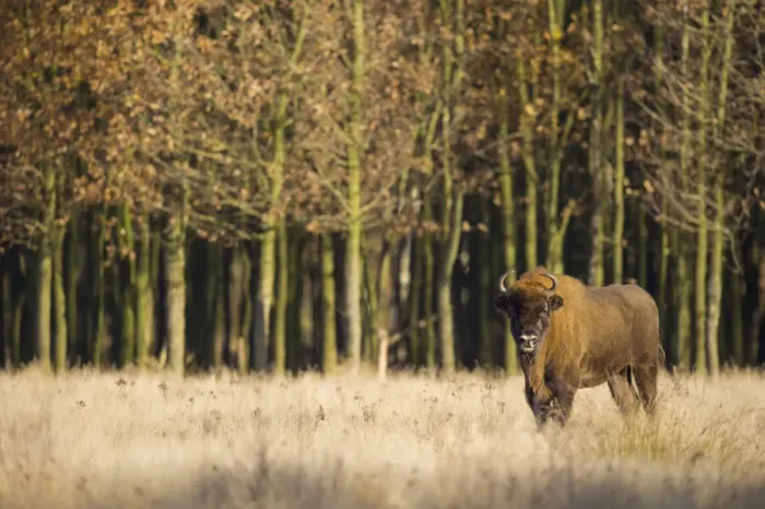 Framed Print : European Bison in front off autumn forest, The Mshorst, The Netherlands Framed Print : European Bison in front off autumn forest, The Mshorst, The Netherlands