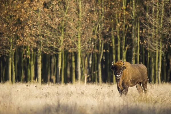 European Bison in front off autumn forest, The Mshorst, The Netherlands