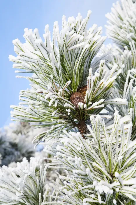 Framed Print : European Black Pine (Pinus nigra) branch covered with rime, Den Helder, Noord-Holland