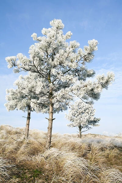 European Black Pine (Pinus nigra) covered with rime, Den Helder, Noord-Holland