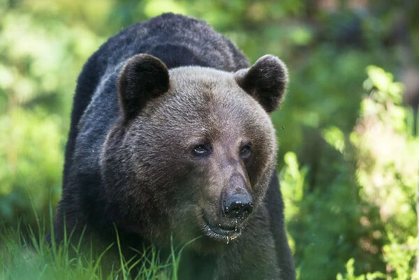 European Brown Bear (Ursus arctos arctos) portrait, Ida-Viru region, Estonia