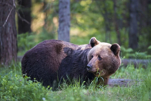 European brown bear (Ursus arctos arctos) in Scots pine (Pinus sylvestris) forest