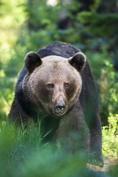 European brown bear (Ursus arctos arctos) portrait, Ida-Viru region, Estonia, Ida-Viru region