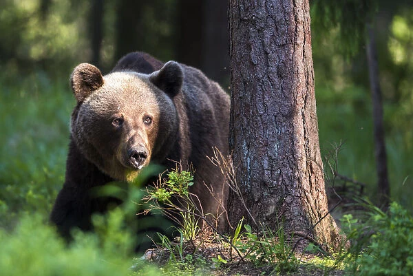 European brown bear (Ursus arctos arctos) in Scots pine (Pinus sylvestris) forest