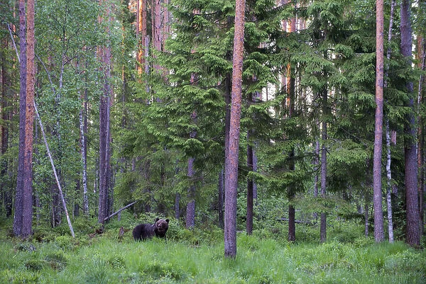 European brown bear (Ursus arctos arctos) in Scots pine (Pinus sylvestris) forest at twilight, Ida-Viru region, Estonia, Ida-Viru region, Estonia