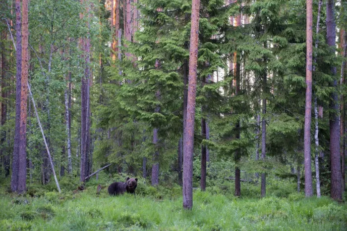 Framed Print : European brown bear (Ursus arctos arctos) in Scots pine (Pinus sylvestris) forest at twilight, Ida-Viru region, Estonia, Ida-Viru region, Estonia Framed Print : European brown bear (Ursus arctos arctos) in Scots pine (Pinus sylvestris) forest at twilight, Ida-Viru region, Estonia, Ida-Viru region, Estonia