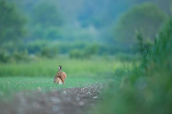 European Brown Hare pauses to groom in a field at dawn, Norfolk, England