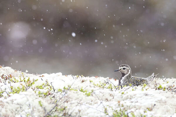 European Golden Plover (Pluvialis apricaria) adult at nest with snowfall, Sor-Trondelag, Norway