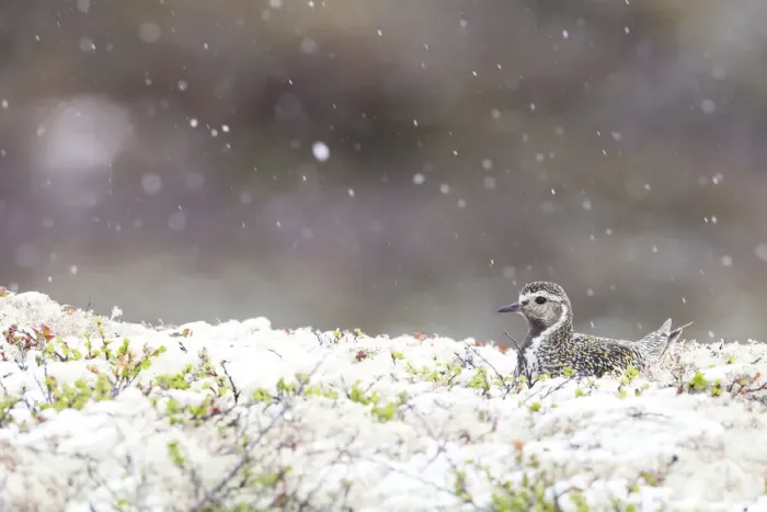 Framed Print : European Golden Plover (Pluvialis apricaria) adult at nest with snowfall, Sor-Trondelag, Norway