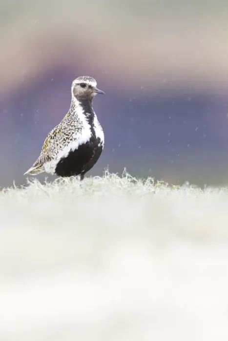 Framed Print : European Golden Plover (Pluvialis apricaria) adult standing in rain, Sor-Trondelag, Norway Framed Print : European Golden Plover (Pluvialis apricaria) adult standing in rain, Sor-Trondelag, Norway
