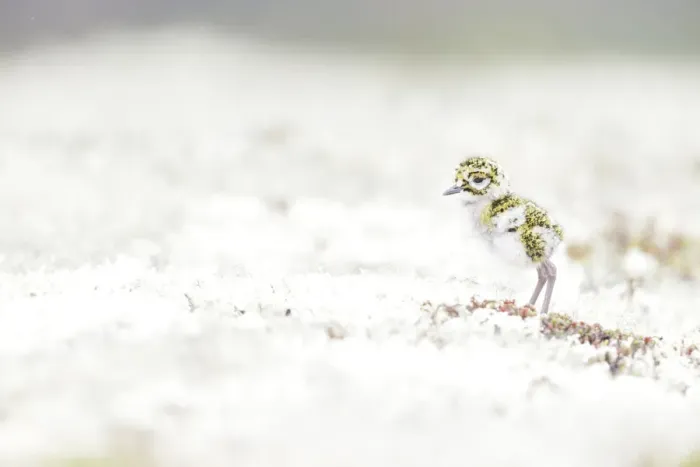Framed Print : European Golden Plover (Pluvialis apricaria) juvenile walking on moss in rain, Sor-Trondelag, Norway Framed Print : European Golden Plover (Pluvialis apricaria) juvenile walking on moss in rain, Sor-Trondelag, Norway