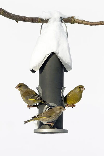 European Greenfinch (Chloris chloris) trio at bird feeder, Bursfelde, Lower Saxony