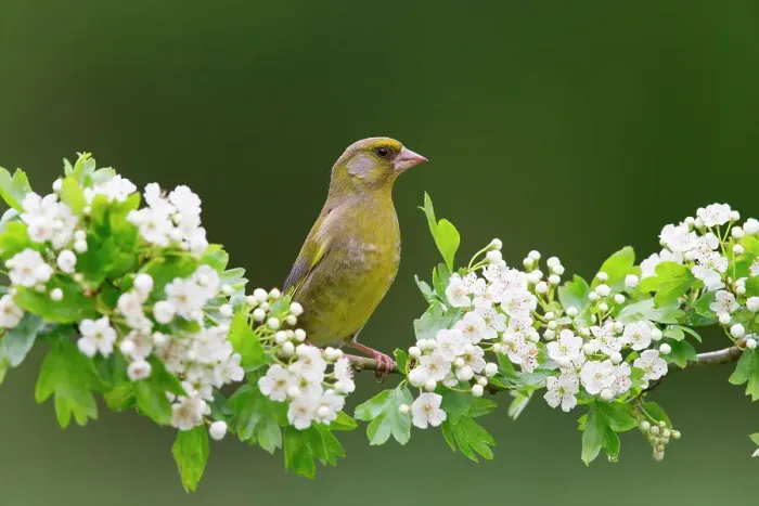 Framed Print : European Greenfinch (Chloris chloris) adult male perched on Common Hawthorn (Crataegus oxyacantha) with blossom, Suffolk, England Framed Print : European Greenfinch (Chloris chloris) adult male perched on Common Hawthorn (Crataegus oxyacantha) with blossom, Suffolk, England