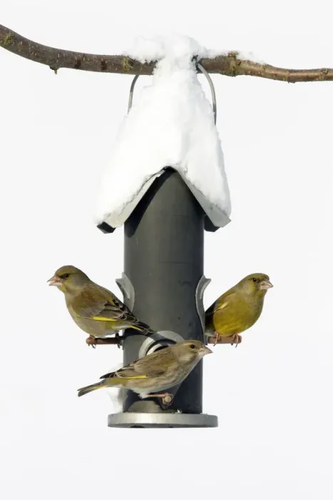 Framed Print : European Greenfinch (Chloris chloris) trio at bird feeder, Bursfelde, Lower Saxony Framed Print : European Greenfinch (Chloris chloris) trio at bird feeder, Bursfelde, Lower Saxony