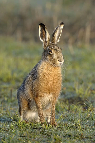 European Hare (Lepus europaeus), Noord-Holland, The Netherlands