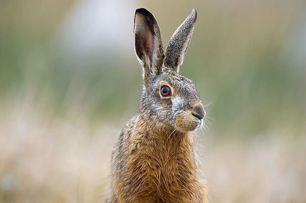 European Hare(Lepus europaeus) portrait, looking at the camera, The Netherlands, Zeeland