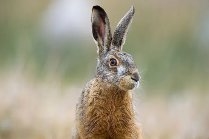 Framed Print : European Hare(Lepus europaeus) portrait, looking at the camera, The Netherlands, Zeeland Framed Print : European Hare(Lepus europaeus) portrait, looking at the camera, The Netherlands, Zeeland