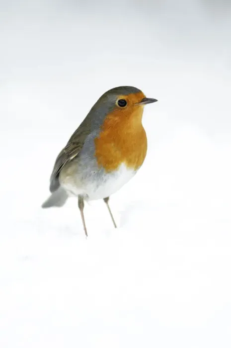 Framed Print : European Robin (Erithacus rubecula), Bursfelde, Lower Saxony, Germany Framed Print : European Robin (Erithacus rubecula), Bursfelde, Lower Saxony, Germany