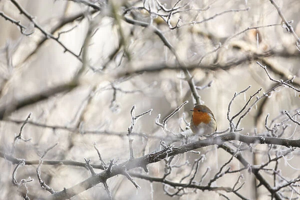 One European Robin (Erithacus rubecula) perched in a tree with hoarfrost, Bremerton, gelderland, the Netherlands