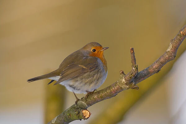 European Robin (Erithacus rubecula) perched on a branch in late afternoon sun, The Netherlands