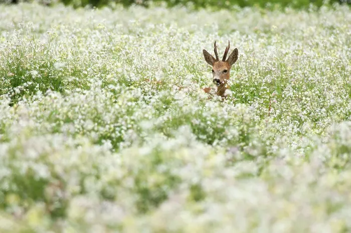 Framed Print : European Roe Deer (Capreolus capreolus) buck in a field of flowering Buckwheat (Fagopyrum esculentum), Utrecht, The Netherlands Framed Print : European Roe Deer (Capreolus capreolus) buck in a field of flowering Buckwheat (Fagopyrum esculentum), Utrecht, The Netherlands