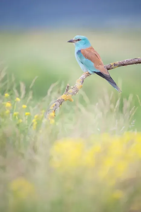 Framed Print : European Roller (Coracias garrulus), Bulgaria