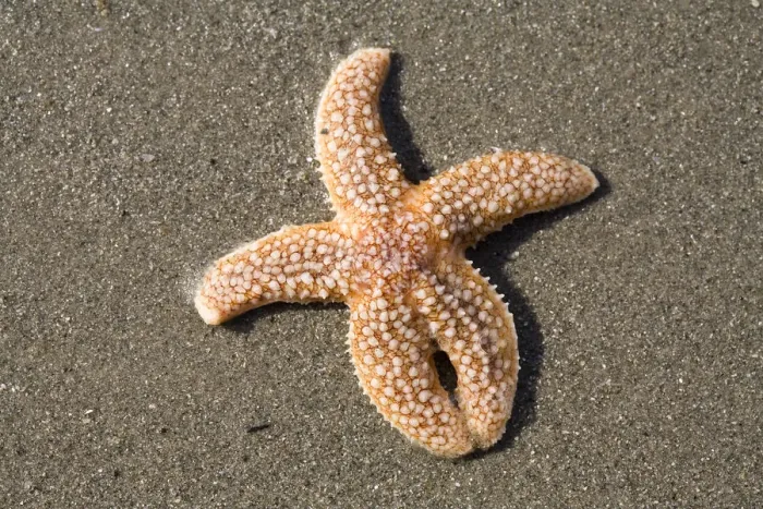 Framed Print : European Starfish (Asterias rubens) washed ashore, Den Helder, The Netherlands Framed Print : European Starfish (Asterias rubens) washed ashore, Den Helder, The Netherlands